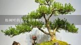 松树叶的名字和种类！！,日本罗汉松怎么养