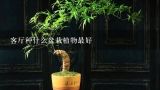 客厅种什么盆栽植物最好,客厅种什么盆栽植物最好