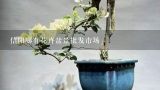 信阳哪有花卉盆景批发市场,河南郑州盆景花卉批发市场在哪儿？