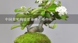 中国常见的盆景素材有哪些呢,北方常见的盆景树种有哪些？