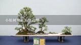 小松树盆景如何造型,松树造型视频教程