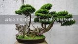 盆景之王是什么树，十大盆景名贵树种排名,中国最值钱的十大盆景树种
