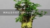 枫树盆景在室内不落叶怎么办？请问枫树可以盆栽吗？