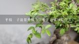 平枝栒子盆景养殖方法和注意事项是什么？小叶平枝栒子盆景有什么寓意？