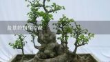 盆景的制作方法,小树木盆景制作方法谁了解？