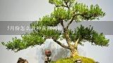 5月份怎么栽种黄荆树桩？黄荆树桩盆景怎样栽种？