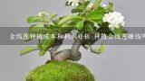 金线莲种植成本和利润分析 种植金线莲赚钱吗,金线莲种植成本和利润分析 种植金线莲赚钱吗