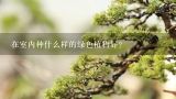 在室内种什么样的绿色植物好？什么绿植合适室内