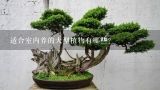 适合室内养的大型植物有哪些？十种不适合室内养的植物，不适合适合室内养的植物有哪些