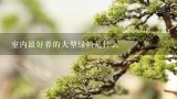 室内最好养的大型绿植是什么,室内最好养的大型绿植是什么