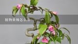 植物黄杨怎么养