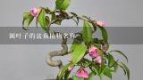 圆叶子的盆栽植物名称,一种盆栽的小叶植物有檀香味叫什么名字