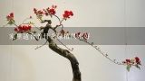 家里适合养什么绿植风水好,什么花或绿色植物适合在家里养？好活的