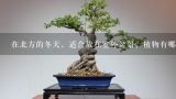 在北方的冬天，适合放在室外盆景、植物有哪些？在北方的冬天，适合放在室外盆景、植物有哪些？