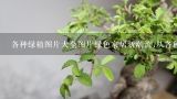 各种绿植图片大全图片绿色家居新潮流;从各种绿植图片中找到适合你的植物