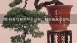 如何栽培和养护金豆树，把它做成盆景呢？金豆盆景养殖方法和注意事项