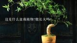 这是什么盆栽植物?能长大吗?六角紫砂花盆栽什么植物好看？