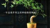 一年盆栽苹果怎样种植修剪图解？胡秃子盆景修剪图解？