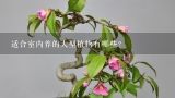 适合室内养的大型植物有哪些？