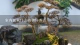 室内盆栽什么植物好养活,室内盆栽哪些好养活图片