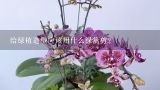 给绿植造型应该用什么绿篱剪？绿植雕塑制作方法？