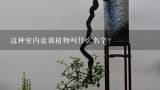 这种室内盆栽植物叫什么名字？请教这个室内盆栽植物名字是什么呢？怎么养护呢？