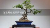 无土种植蔬菜的新技术,室内种植无土栽培蔬菜技术