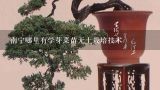 南宁哪里有学芽菜苗无土栽培技术,有谁学过芽苗菜无土栽培技术么 可行么 有效益么