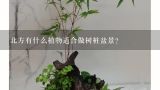 北方有什么植物适合做树桩盆景？北方有什么植物适合做树桩盆景