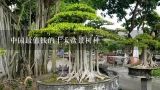 中国最值钱的十大盆景树种,四季红枫树苗价格？