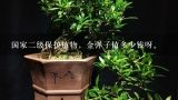 国家二级保护植物，金弹子值多少钱呀。,金弹子盆景排名第几