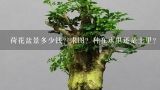 荷花盆景多少钱？求图？种在水里还是土里？多大？