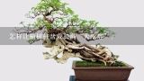 怎样让榆树桩盆栽长满“大疙瘩”？榆树桩盆景在什么时间进行摘叶处理，才能触发它生长更多的嫩芽，尽早长成云片？