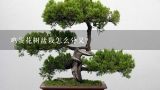 鸡蛋花树盆栽怎么分叉？2010年9月贵州鸡蛋价格