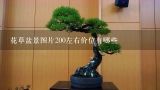 花草盆景图片200左右价位有哪些,裸体君子兰盆景多少钱图片