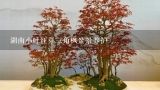 湖南小叶红芽三角枫盆景养护,我想求一份花木大致价格