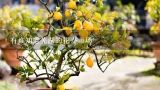 有谁知道芜湖的花卉市场,芜湖哪里有卖柠檬树