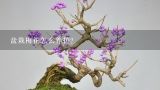 盆栽梅花怎么养护？盆栽梅花咋养？