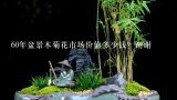 60年盆景木菊花市场价值多少钱？谢谢,罗汉松，黄杨，黑松，五针松，以大树为主，盆景为辅