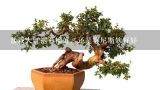 盆栽大红袍石榴好，还是突尼斯软籽好,盆景植物有哪些，盆景植物价格大全
