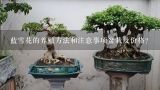 蓝雪花的养殖方法和注意事项盆栽及价格？金豆盆景价格为什么高？