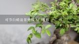 对节白蜡盆景剪枝入门教程,对接白蜡盆景怎么种植技术