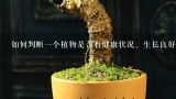 如何判断一个植物是否有健康状况、生长良好还是存在病虫害等问题？