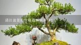 清江盆景的价格范围是多少？