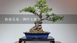 松皮石是一种什么植物？