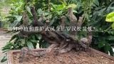 如何种植和养护武汉金钻罗汉松盆景？