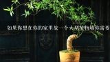 如果你想在你的家里放一个大型植物墙你需要多少不同种类和大小的盆栽来实现它呢？