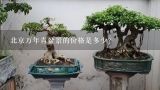北京万年青盆景的价格是多少？