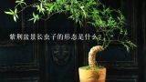 紫荆盆景长虫子的形态是什么?