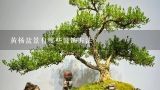 黄杨盆景有哪些装饰方法?